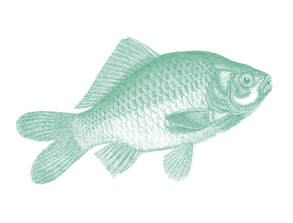 Poisson