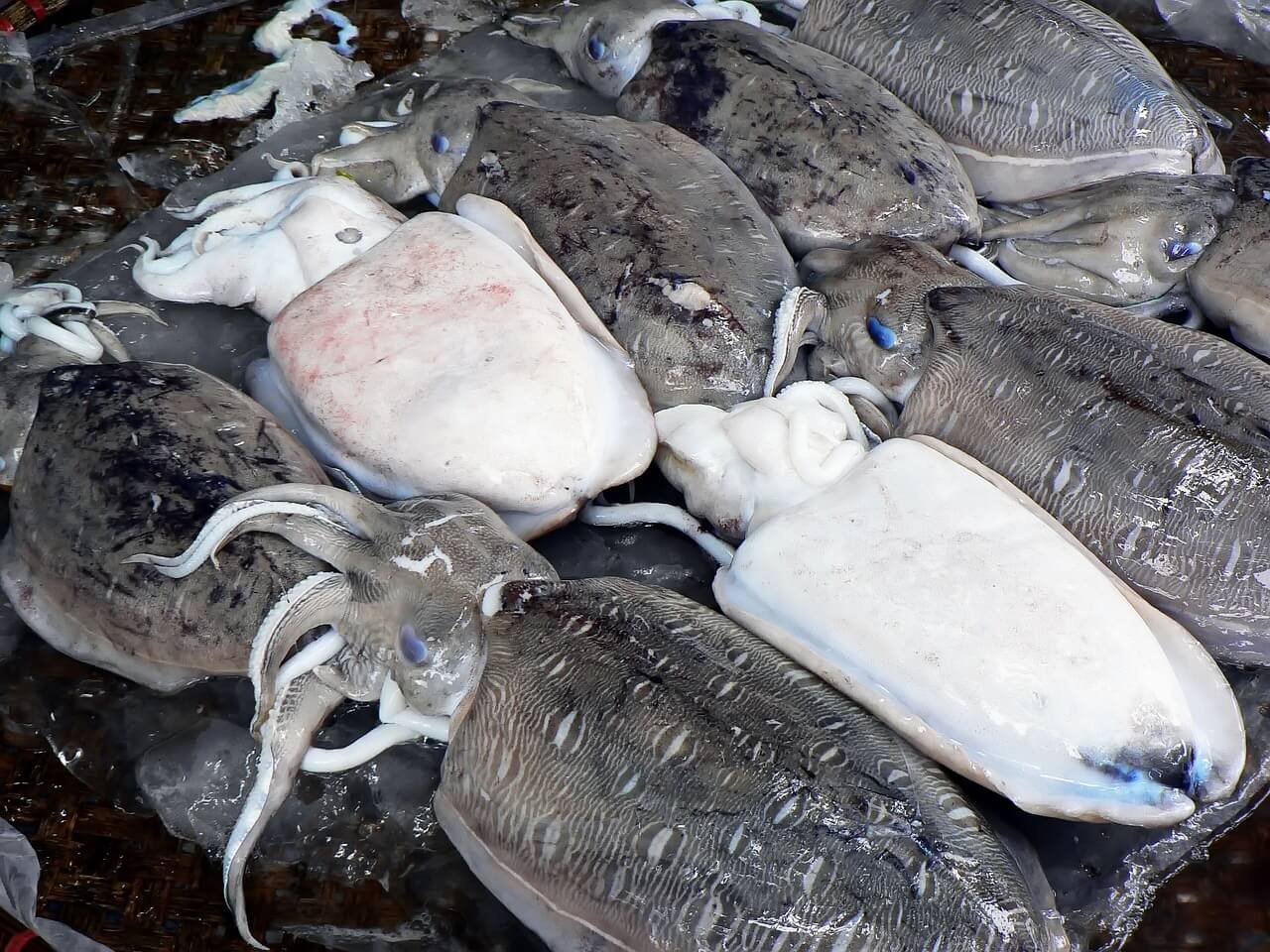 seiche pêchée en mer Méditerranée en pleine saison