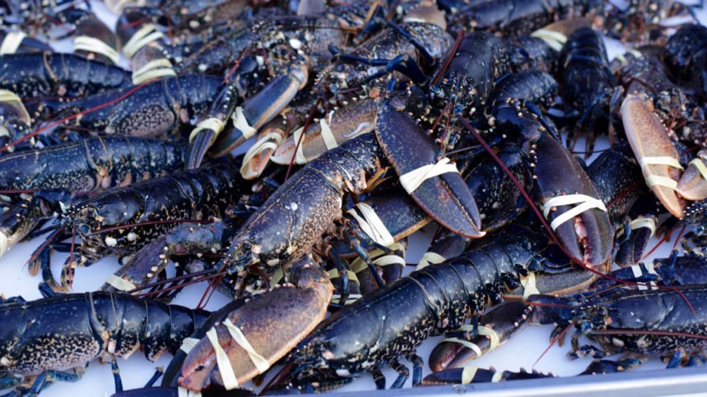 Plusieurs homards