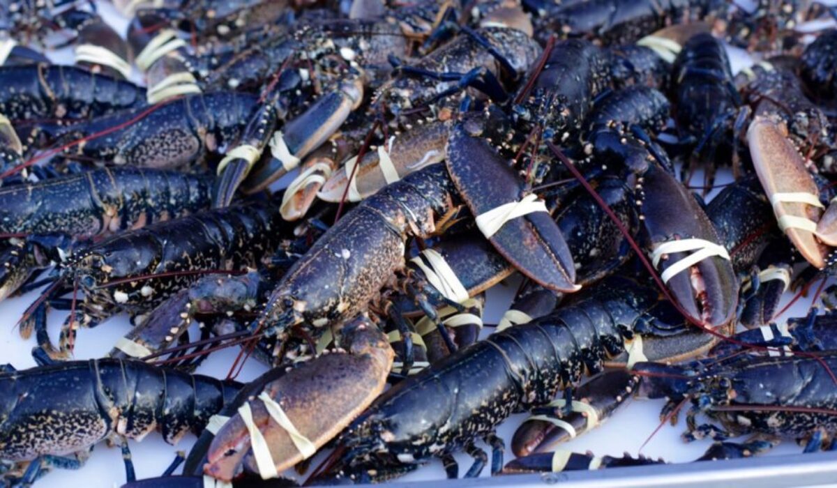 Du homard