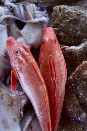 POISSON frais baligan 1 1