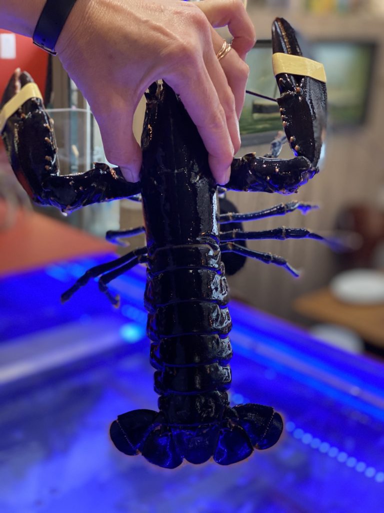 Homard bleu vivant
