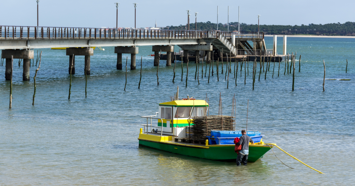 Huitre du bassin d'Arcachon