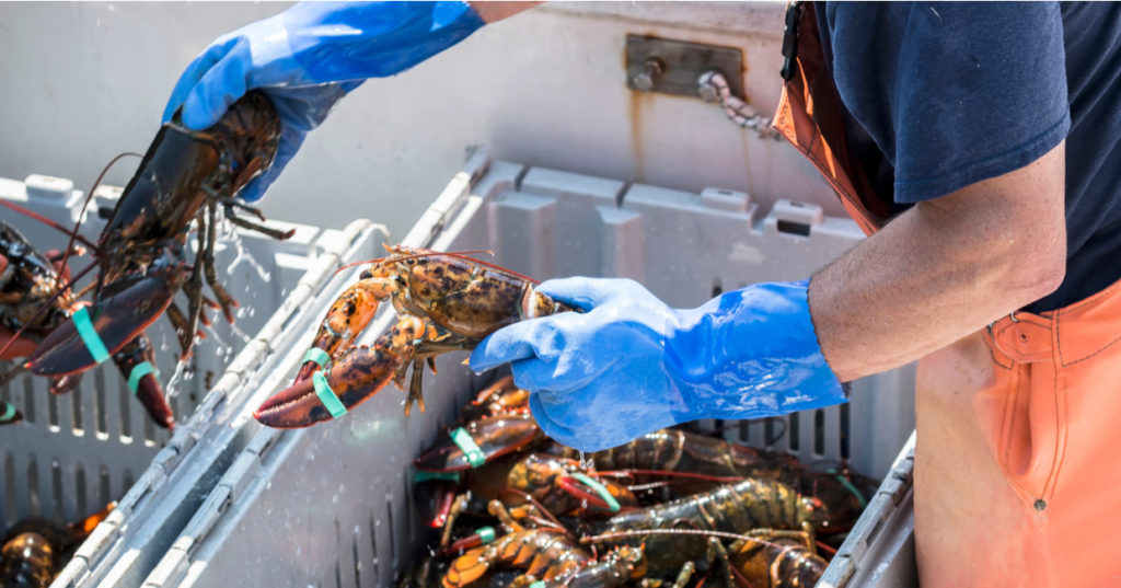 Homards pêchés