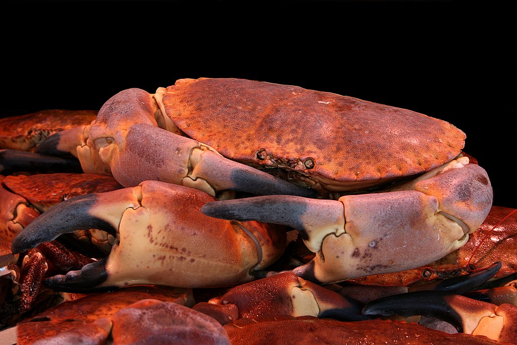 tourteau crabe dormeur